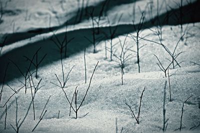 Snow covered trees in winter