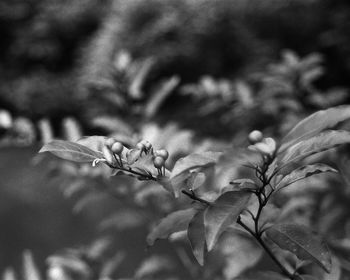 Close-up of white flowers