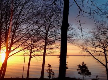 Bare trees against sky at sunset