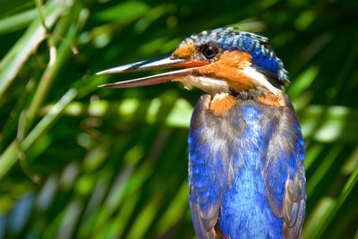 Close-up of bird perching on leaf