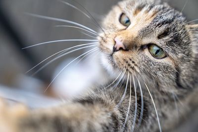 Close-up of a cat looking away