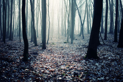 Trees in forest during autumn