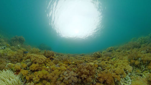 undersea