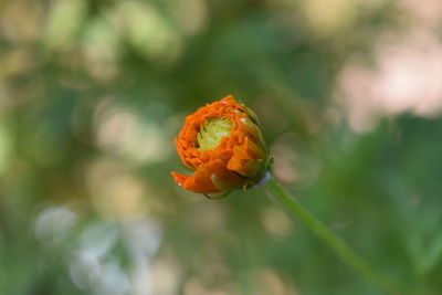 Close-up of orange flower