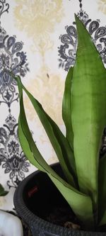 High angle view of leaves on plant