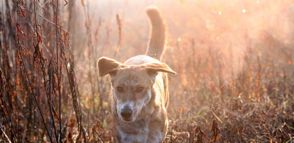 Portrait of dog standing amidst plants at field