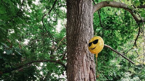 Close-up of yellow perching on tree trunk