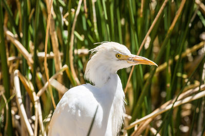 Close-up of a bird