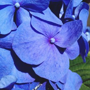 Close-up of purple flowers blooming