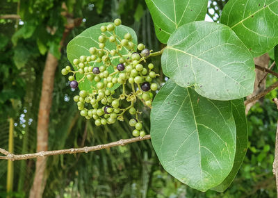 Close-up of grapes growing on tree