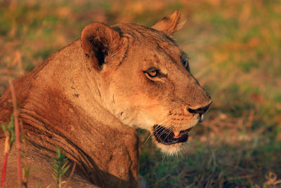 Close-up of lioness