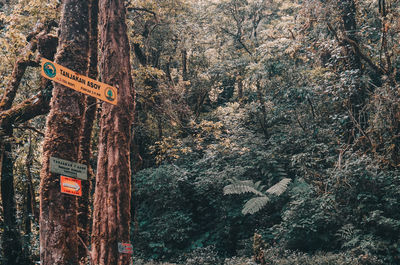 Text on tree trunk in forest