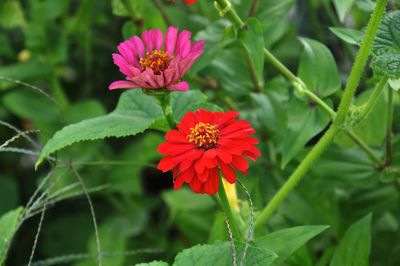 Close-up of red flower blooming outdoors