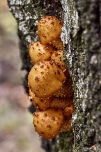 Close-up of mushroom growing on tree trunk