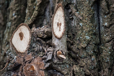 Close-up of tree trunk