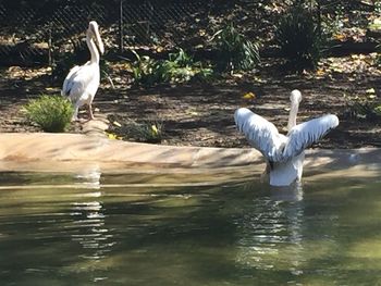 Swan on lake