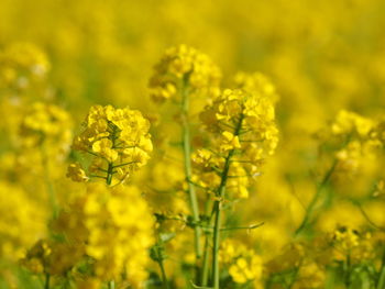 Close-up of yellow flowering plant