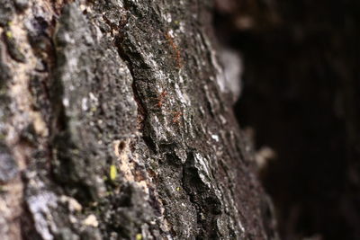 Full frame shot of tree trunk