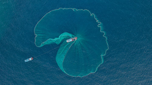 High angle view of turtle swimming in sea