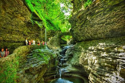 Stream passing through a forest