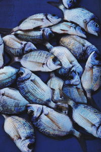 Close-up of fish on table