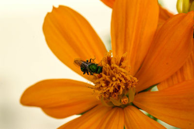 Close-up of insect on flower