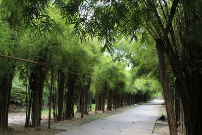 Footpath amidst trees in forest