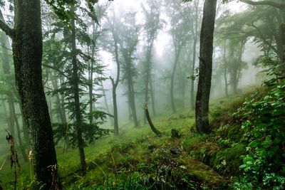Trees in forest