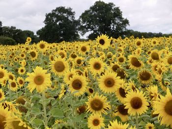 sunflower