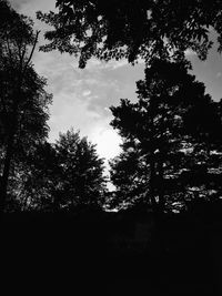 Low angle view of trees against sky