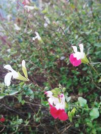 Close-up of pink flowers blooming outdoors