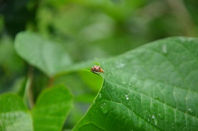 Close-up of insect on leaf