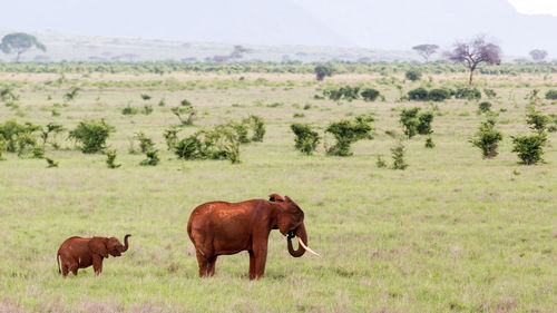 Elephant on field against sky