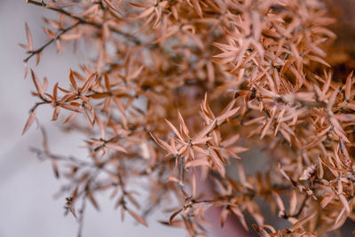 Close-up of dried plant