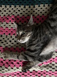 Close-up of a cat looking away