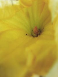 Close-up of yellow flower