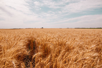Wheat field full frame