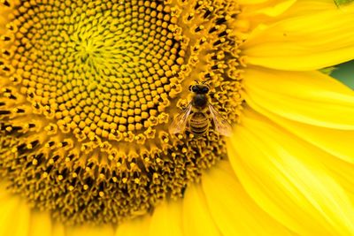 Close-up of bee on sunflower