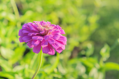 Close-up of pink flowering plant