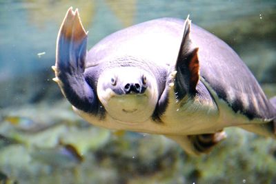 Close-up of leatherback turtle swimming in aquarium