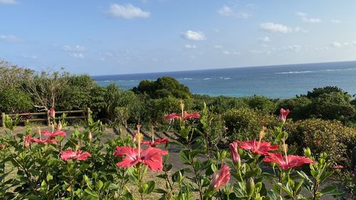 Flowering plants by sea against sky