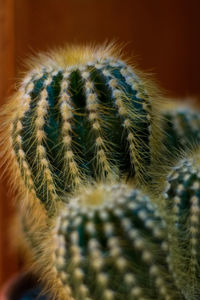 Cactii in close up