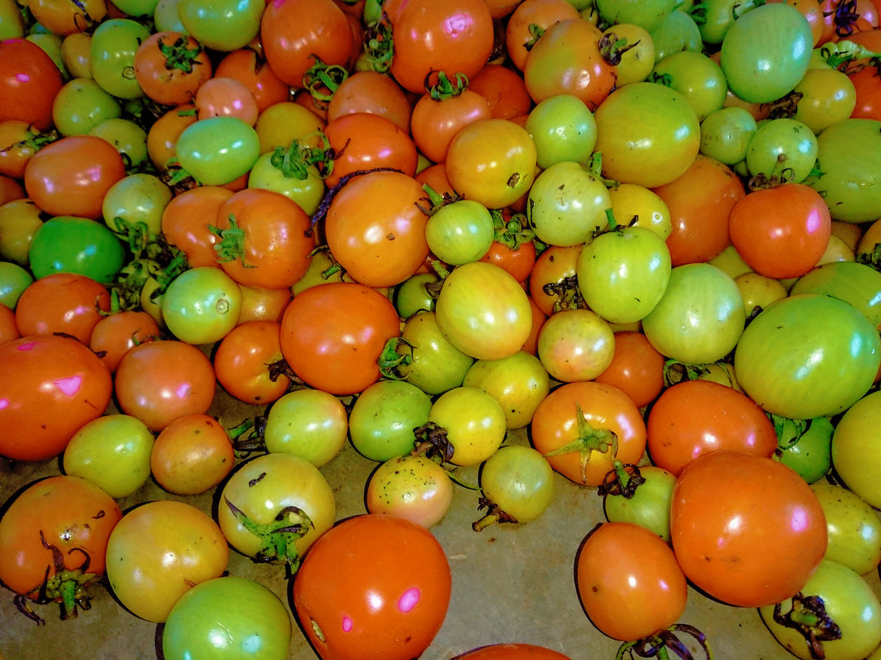 food, food and drink, healthy eating, large group of objects, plant, tomato, produce, freshness, wellbeing, fruit, abundance, vegetable, no people, multi colored, green, full frame, backgrounds, still life, market, high angle view, for sale, indoors, close-up, retail, red
