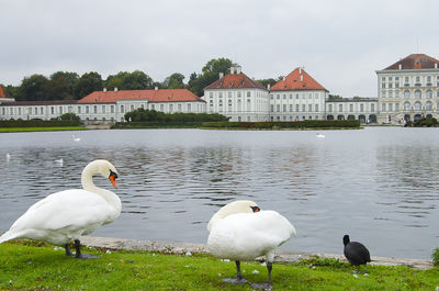 Swans on riverbank against sky