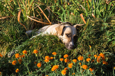 The cute dog lies in the grass.