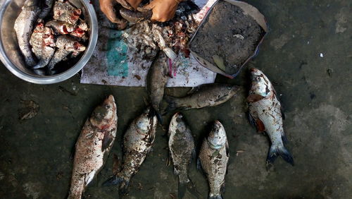 High angle view of fish in container
