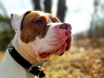 Close-up of a dog looking in the distance