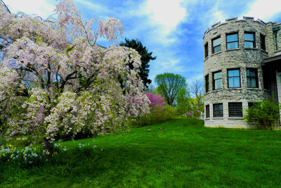 Trees growing in lawn