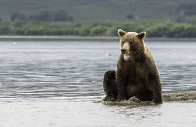 Brown bear in kurile lake