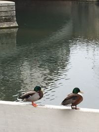 Birds in calm water